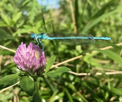 Paracercion plagiosum