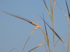 Poaceae