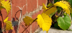 Betula pendula