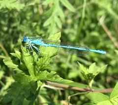 Paracercion plagiosum