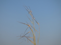 Poaceae
