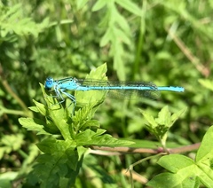 Paracercion plagiosum