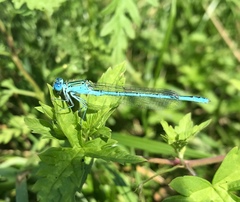 Paracercion plagiosum