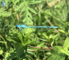 Paracercion plagiosum