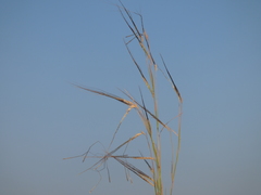 Poaceae