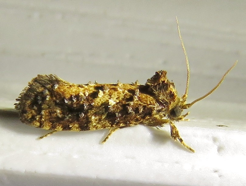Cresson's Grass Tubeworm Moth