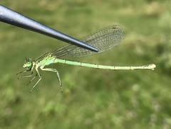 Paracercion plagiosum