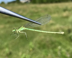 Paracercion plagiosum