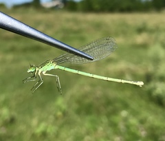 Paracercion plagiosum