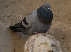 Columba livia domestica