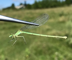 Paracercion plagiosum