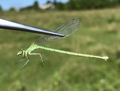 Paracercion plagiosum