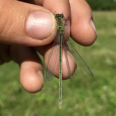 Paracercion plagiosum