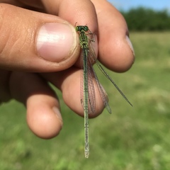 Paracercion plagiosum