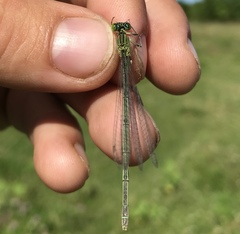 Paracercion plagiosum