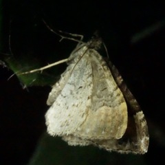 Xanthorhoe defensaria