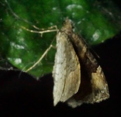 Xanthorhoe defensaria