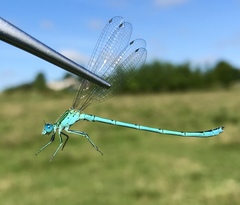 Paracercion plagiosum