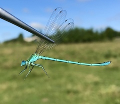 Paracercion plagiosum