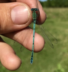 Paracercion plagiosum