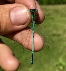 Paracercion plagiosum