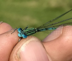 Paracercion plagiosum