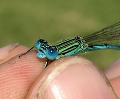 Paracercion plagiosum