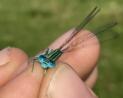 Paracercion plagiosum