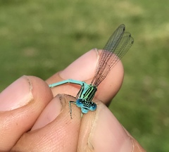 Paracercion plagiosum