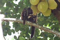Sapajus robustus