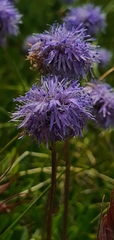 Globularia cordifolia