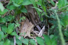 Brasiliscincus agilis