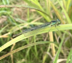 Paracercion plagiosum