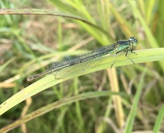 Paracercion plagiosum