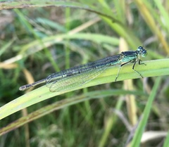 Paracercion plagiosum