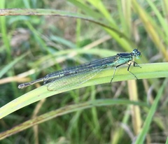 Paracercion plagiosum