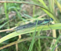 Paracercion plagiosum