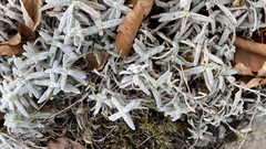 Cerastium biebersteinii