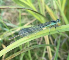 Paracercion plagiosum