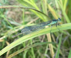 Paracercion plagiosum