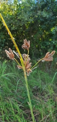 Bolboschoenus glaucus
