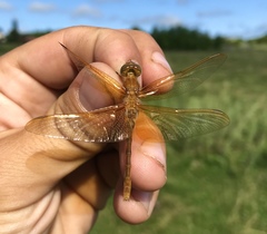 Sympetrum croceolum