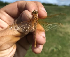 Sympetrum croceolum