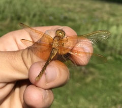 Sympetrum croceolum