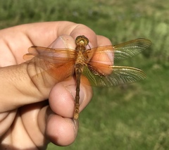 Sympetrum croceolum