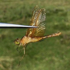 Sympetrum croceolum
