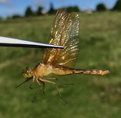 Sympetrum croceolum