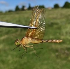 Sympetrum croceolum