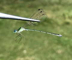 Lestes japonicus