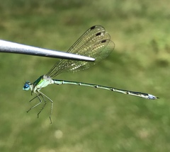 Lestes japonicus